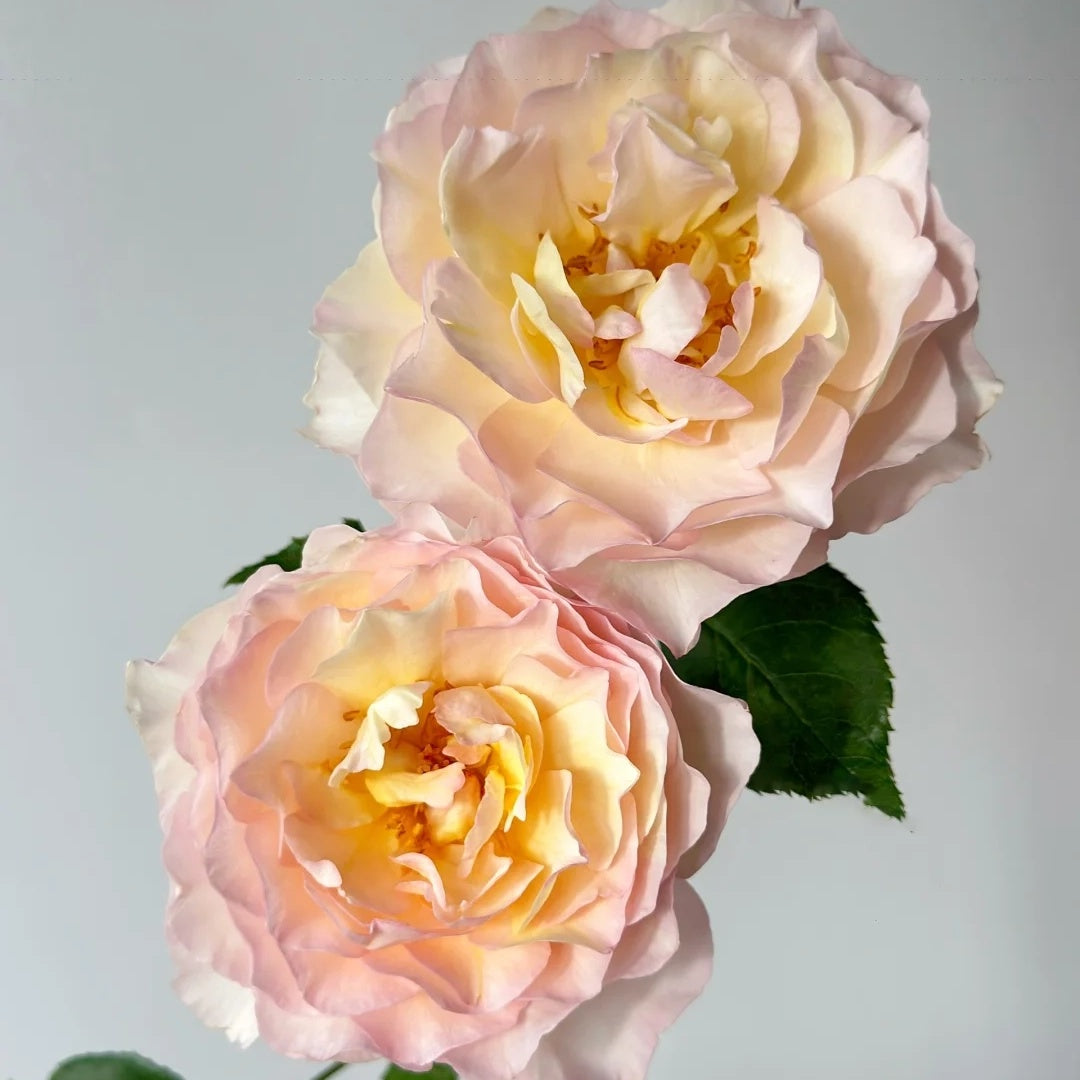 Huichun (Chinese Rose)