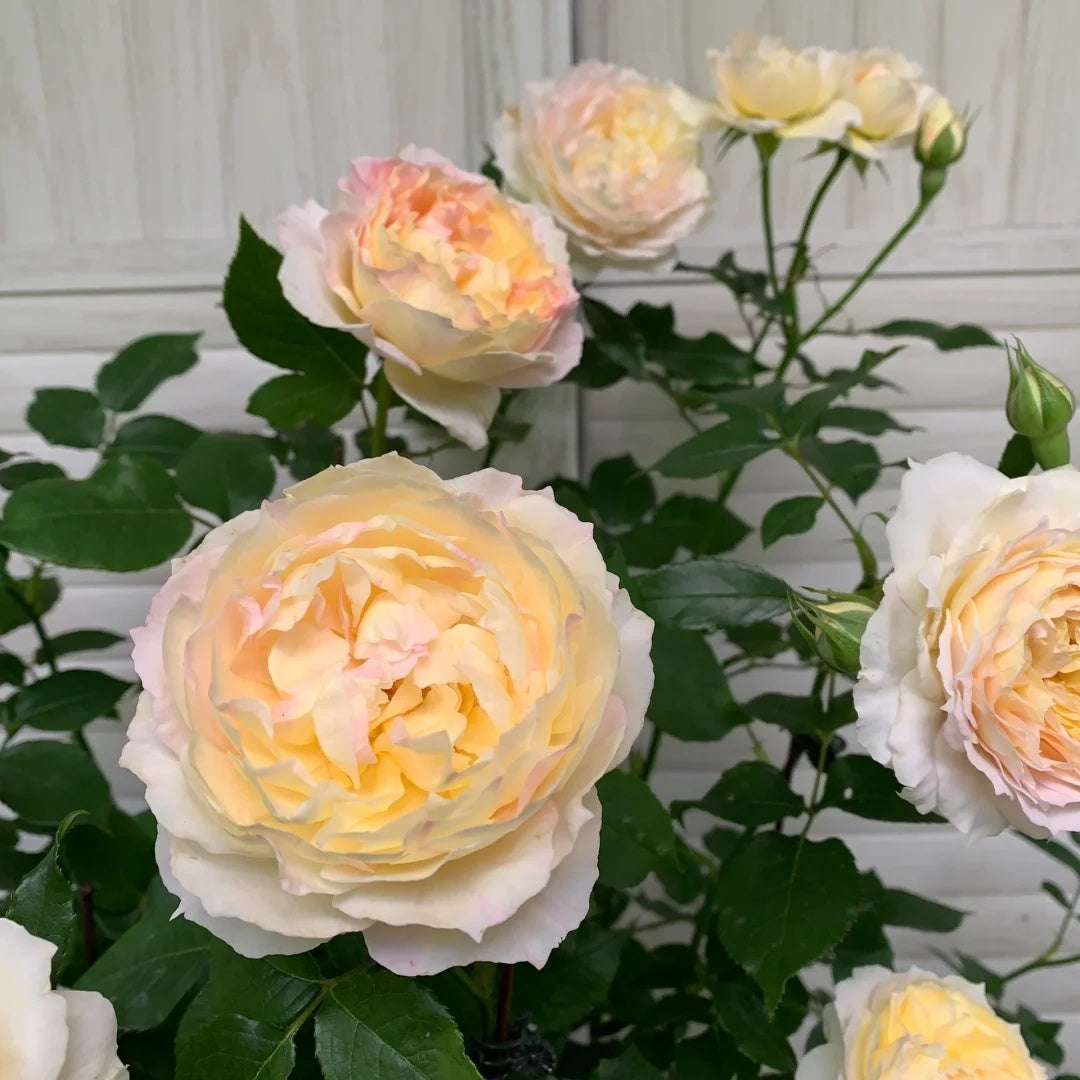 Huichun (Chinese Rose)