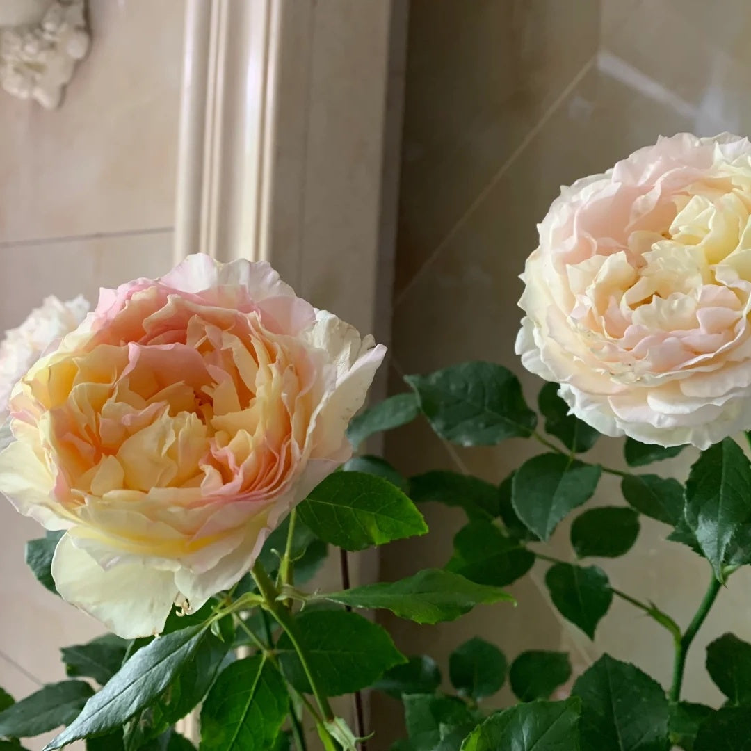 Huichun (Chinese Rose)