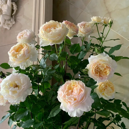 Huichun (Chinese Rose)