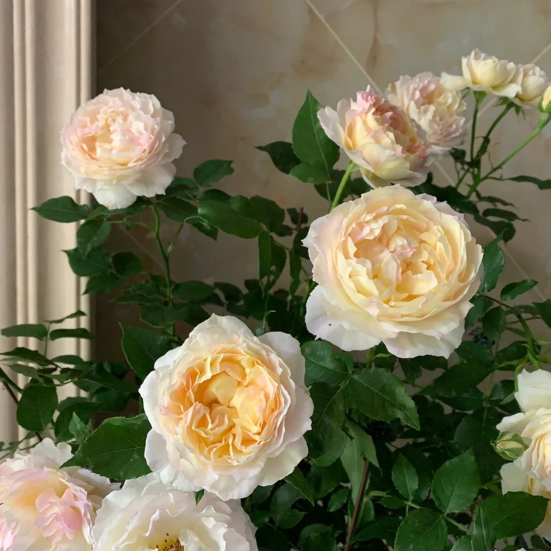 Huichun (Chinese Rose)