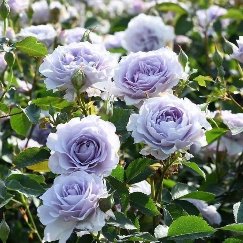 Chinese Roses – Seaside Roses Nursery