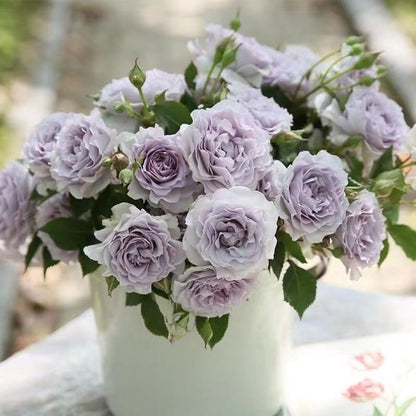 Ji Se (Chinese Rose)