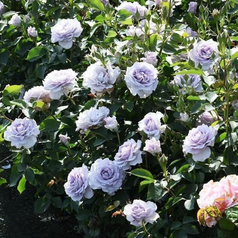 Ji Se (Chinese Rose)