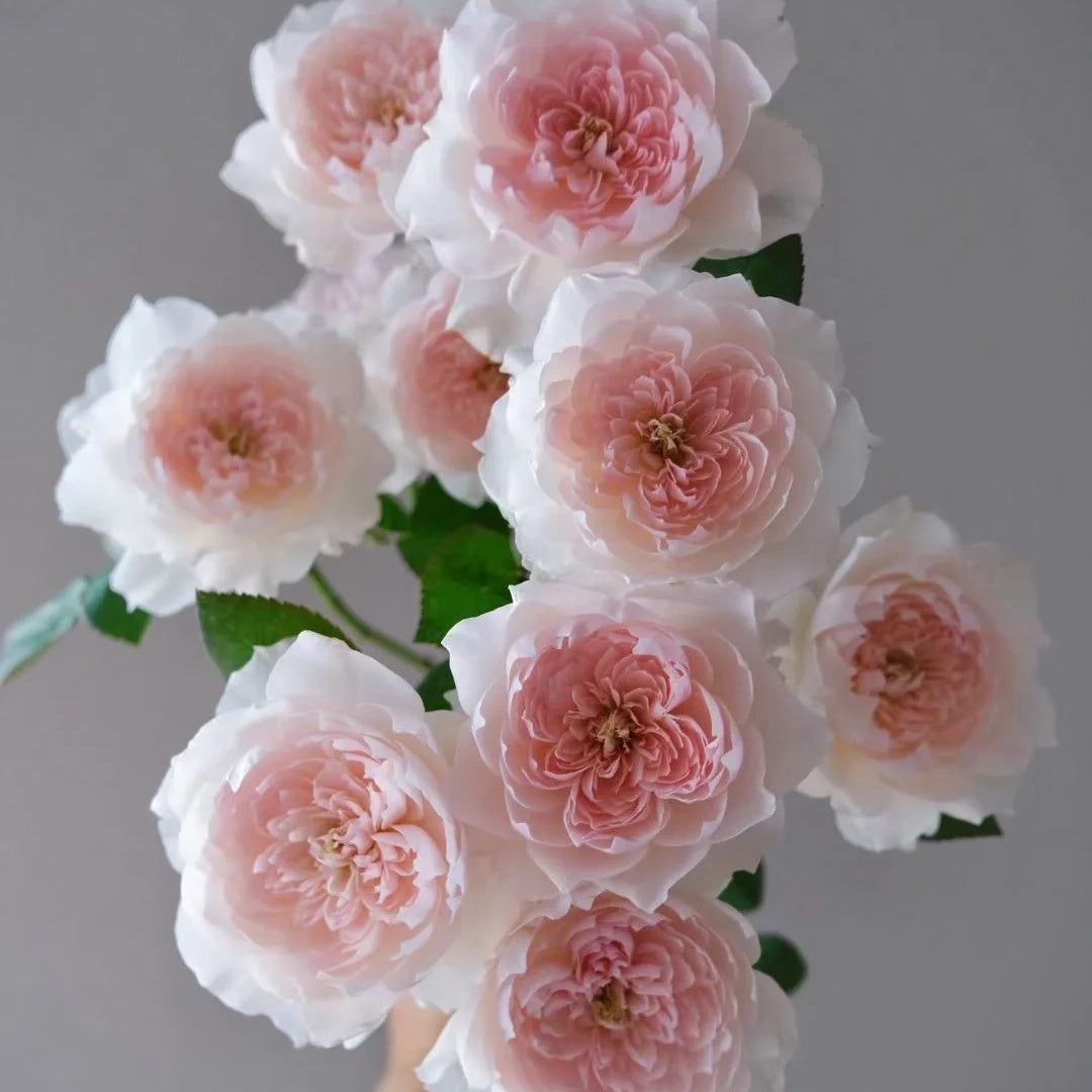 Jia Shu &quot;Letter from Home&quot; (Chinese Rose)