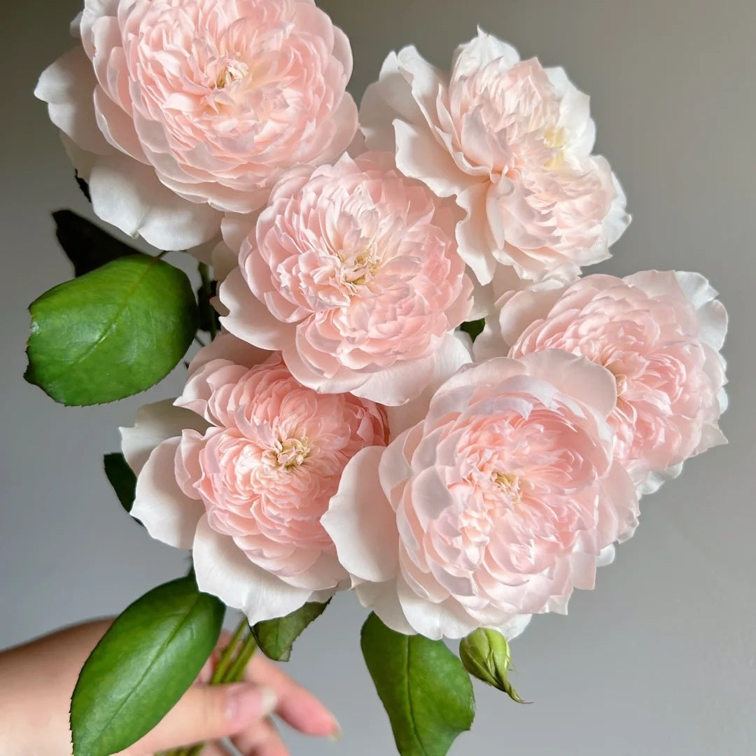 Jia Shu &quot;Letter from Home&quot; (Chinese Rose)