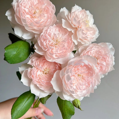 Jia Shu &quot;Letter from Home&quot; (Chinese Rose)