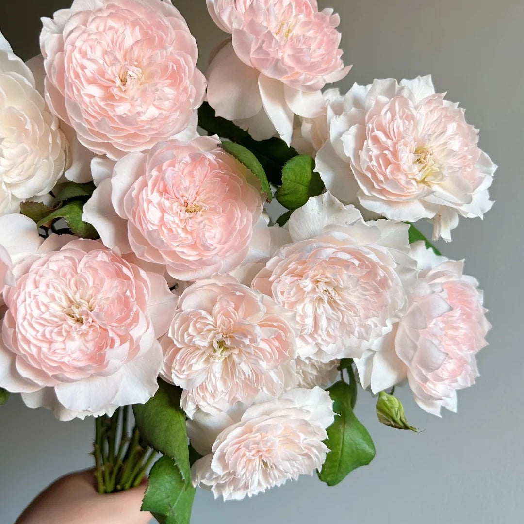 Jia Shu &quot;Letter from Home&quot; (Chinese Rose)