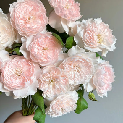 Jia Shu &quot;Letter from Home&quot; (Chinese Rose)