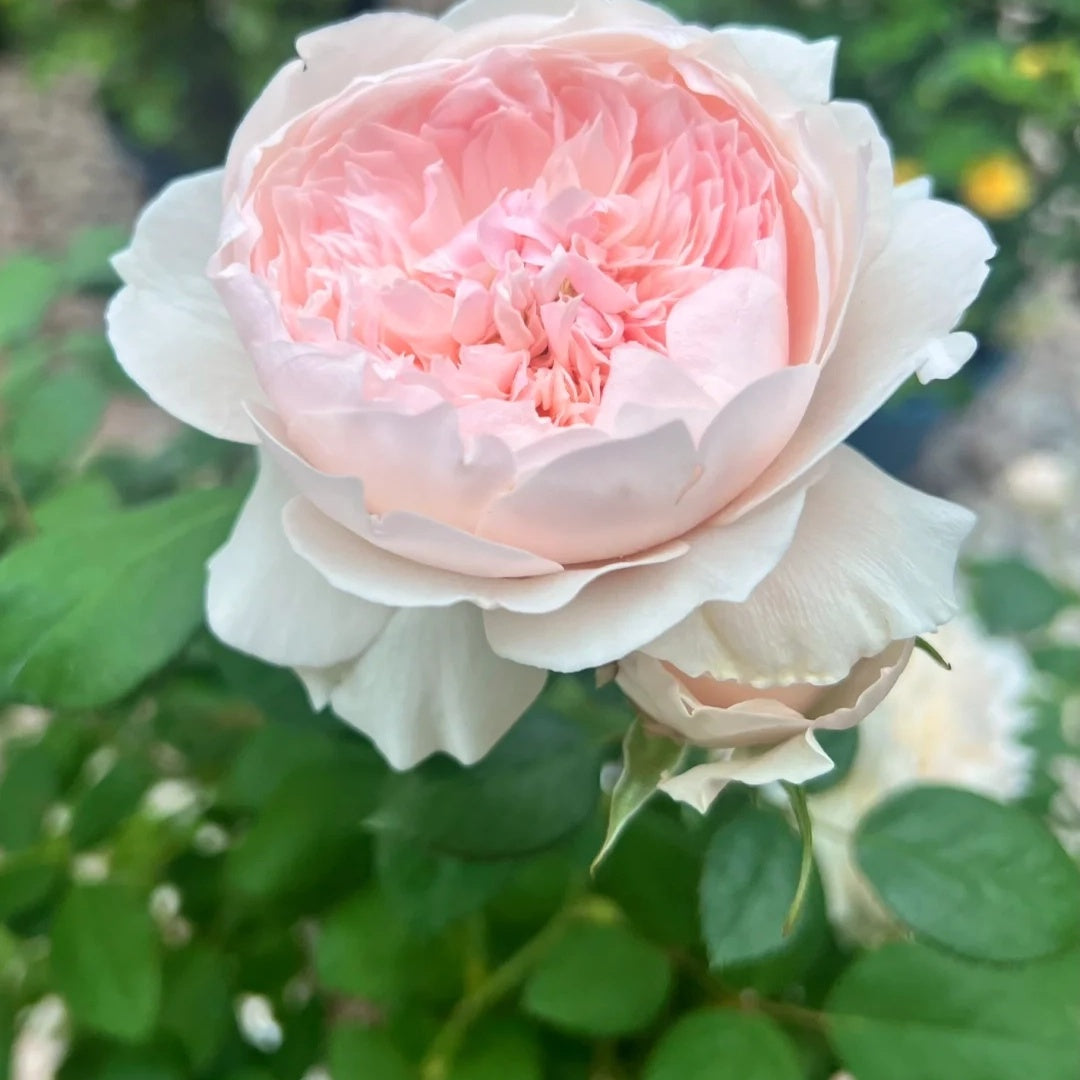 Jia Shu &quot;Letter from Home&quot; (Chinese Rose)