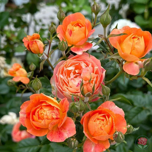 Juice Splash – Seaside Roses Nursery