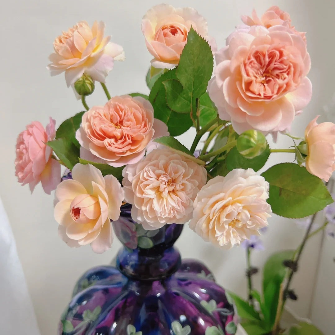 Jules Verne (Japanese Rose)