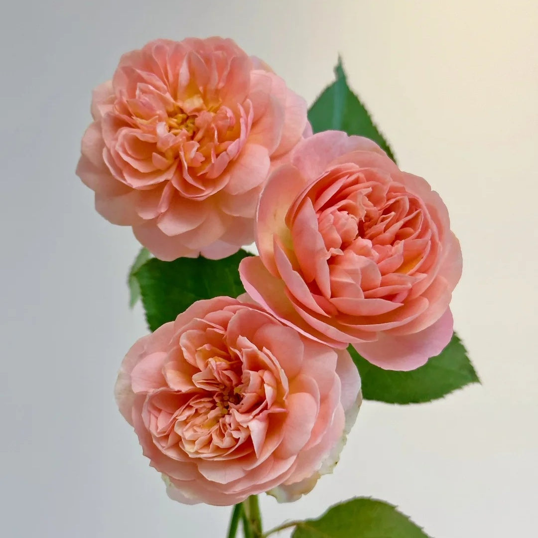 Jules Verne (Japanese Rose)