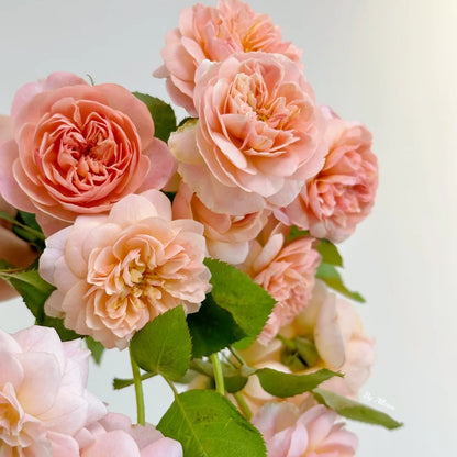 Jules Verne (Japanese Rose)