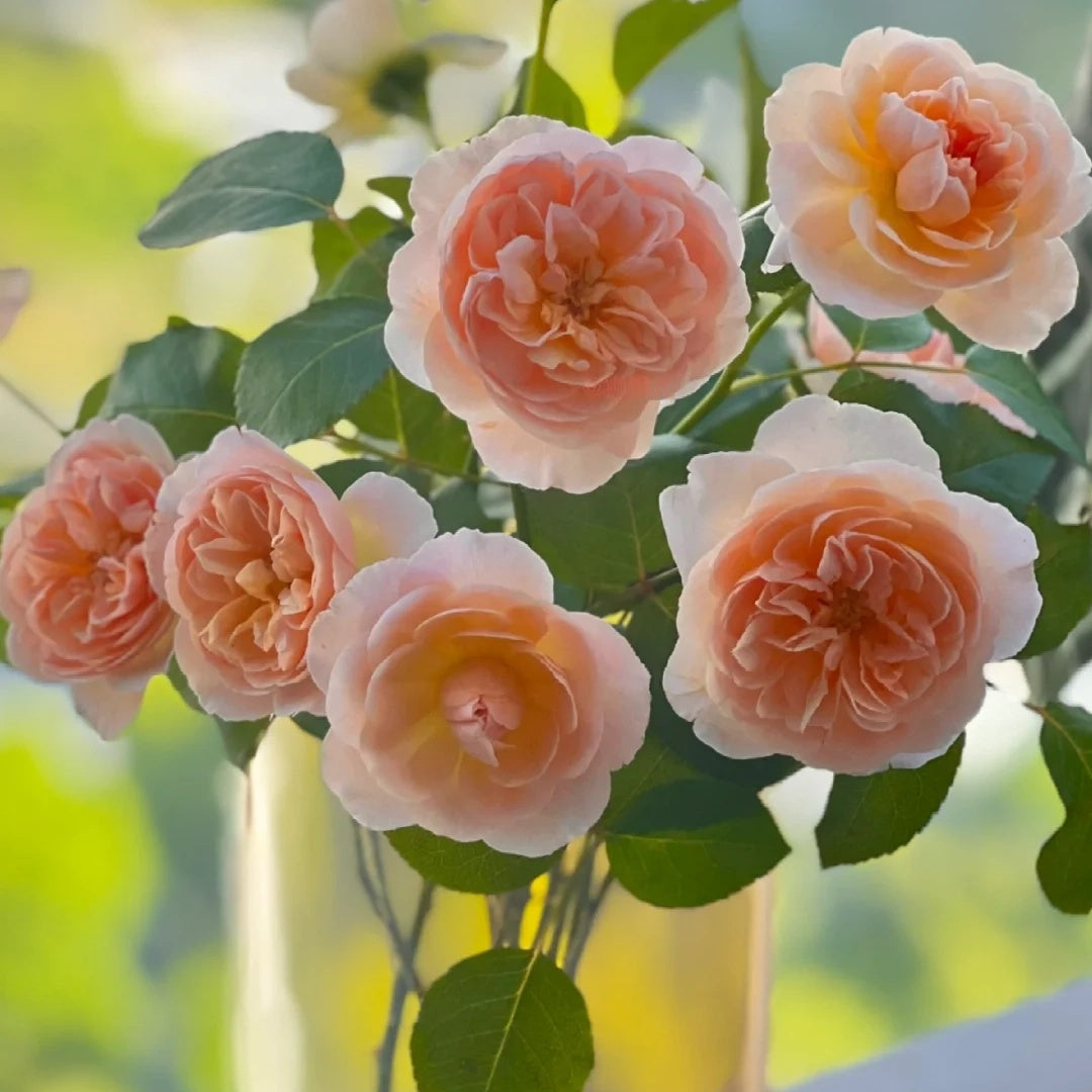 Jules Verne (Japanese Rose)