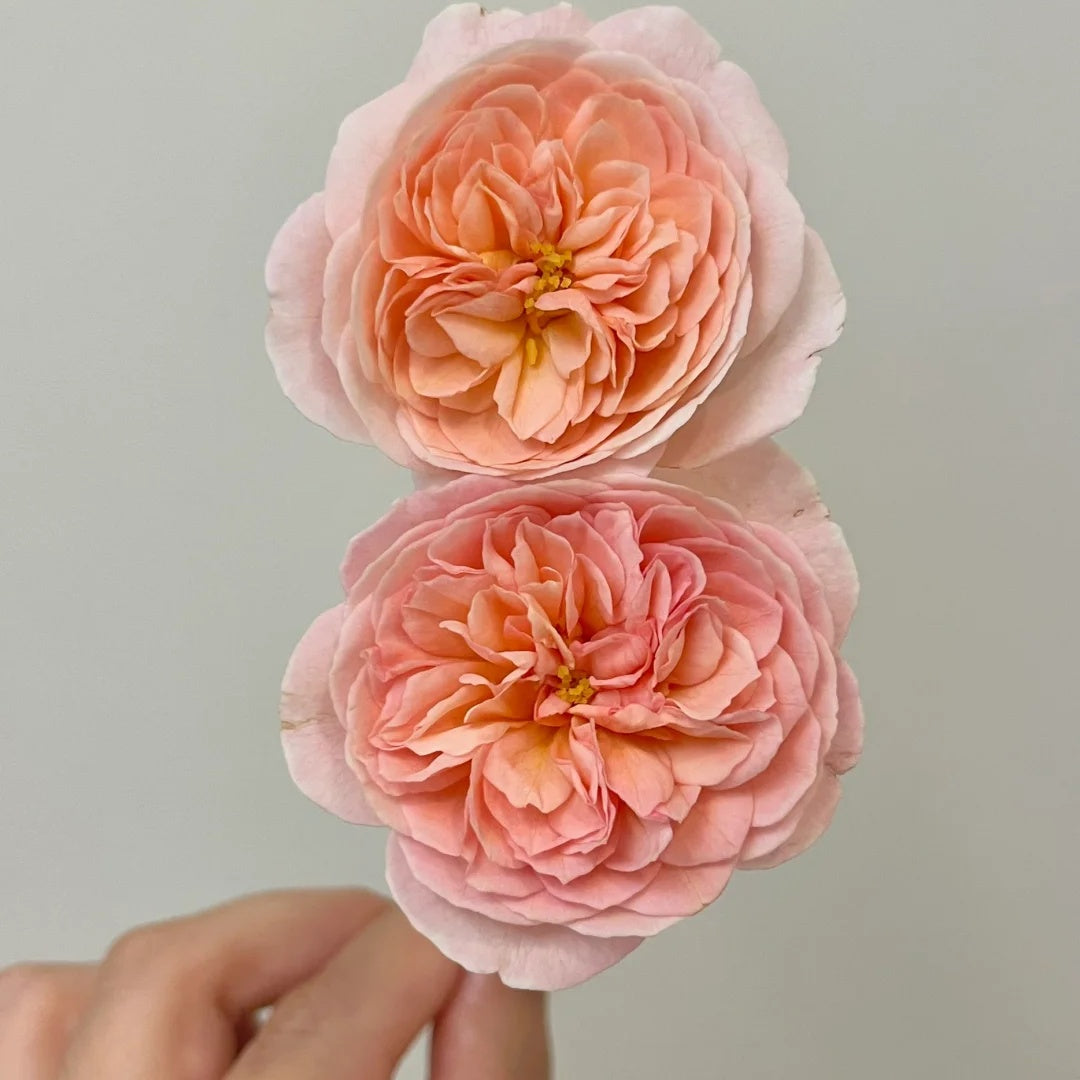 Jules Verne (Japanese Rose)