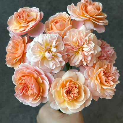 Jules Verne (Japanese Rose)