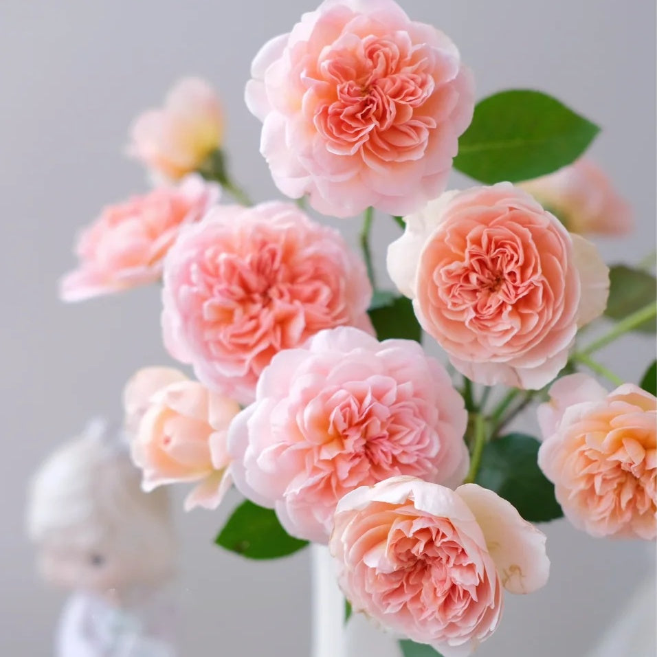 Jules Verne (Japanese Rose)