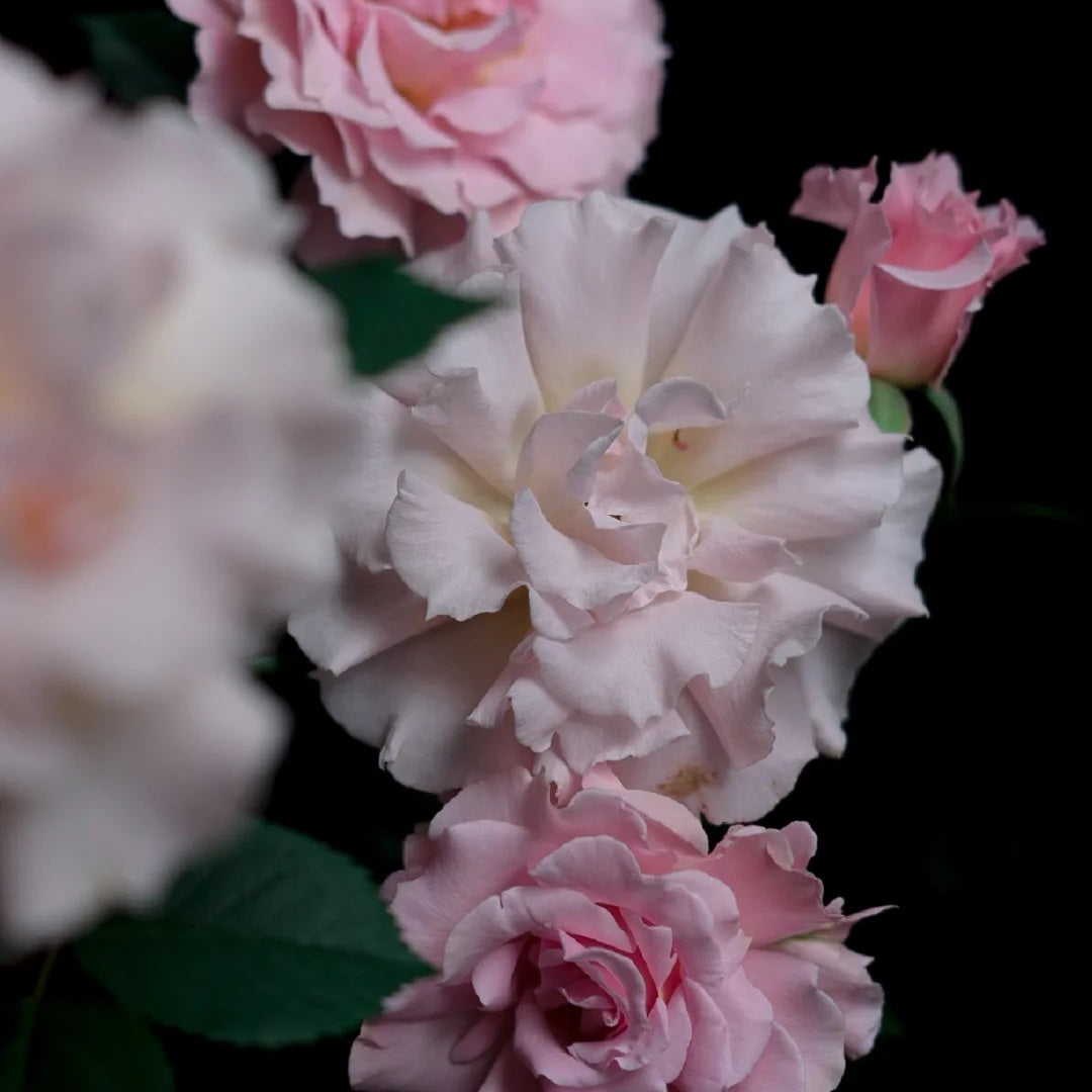 La mariee &quot;The Bride&quot; (Japanese Rose)