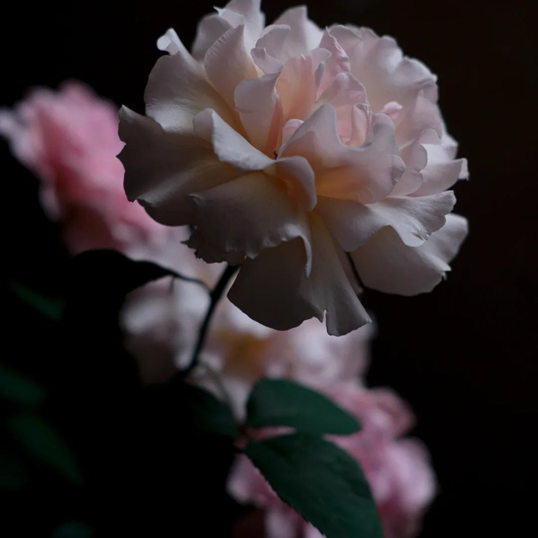 La mariee &quot;The Bride&quot; (Japanese Rose)