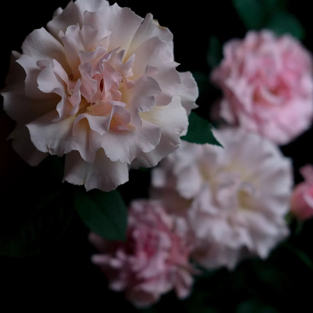 La mariee &quot;The Bride&quot; (Japanese Rose)