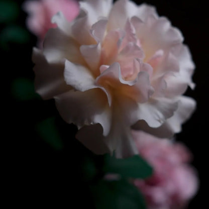 La mariee &quot;The Bride&quot; (Japanese Rose)