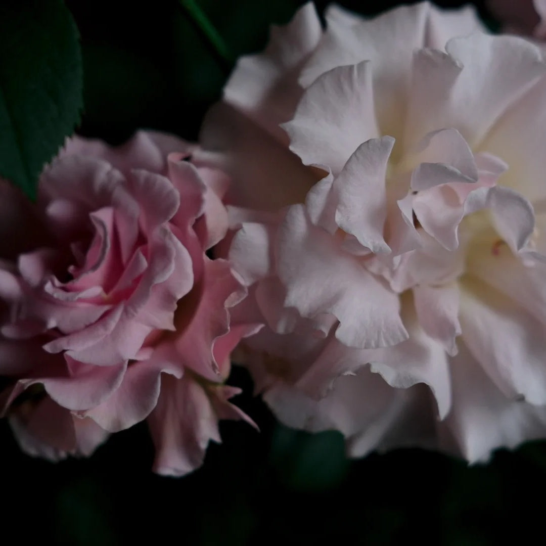 La mariee &quot;The Bride&quot; (Japanese Rose)