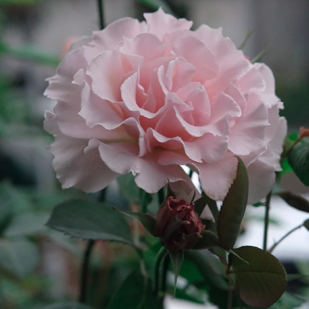 La mariee &quot;The Bride&quot; (Japanese Rose)