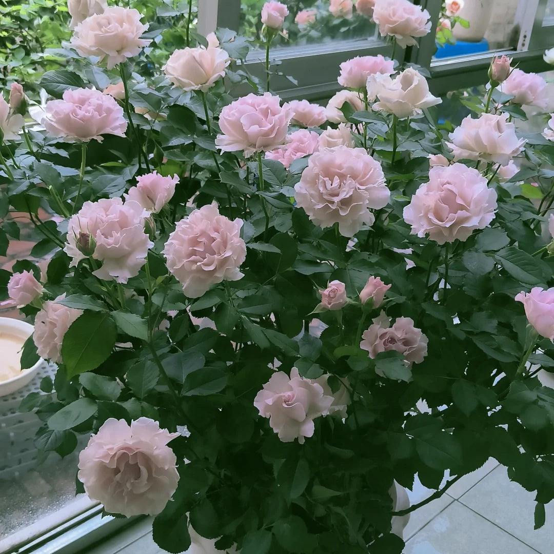 La mariee &quot;The Bride&quot; (Japanese Rose)