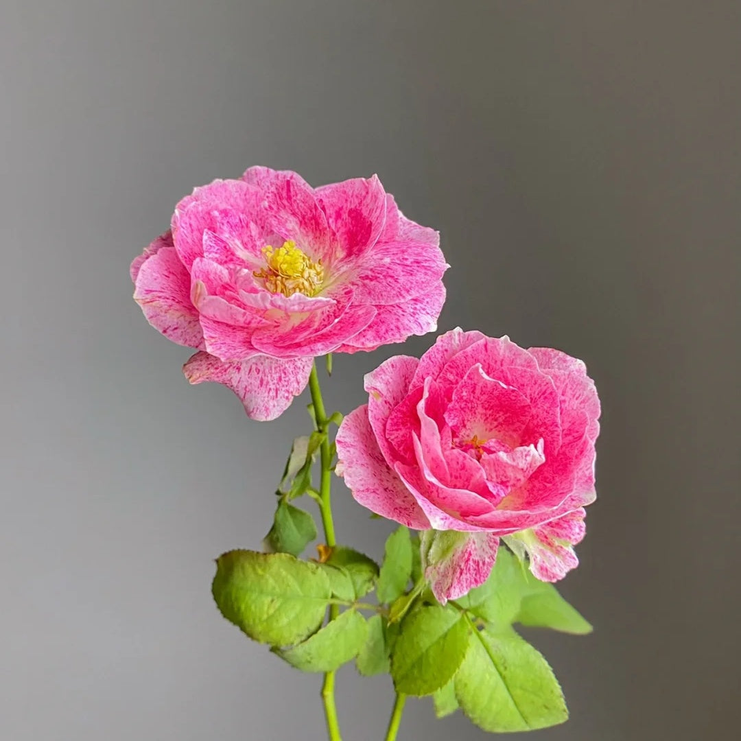 Lady Candle &quot;Snowflake Fatty Beef&quot;