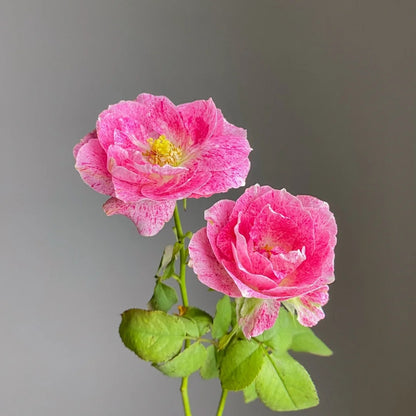 Lady Candle &quot;Snowflake Fatty Beef&quot;