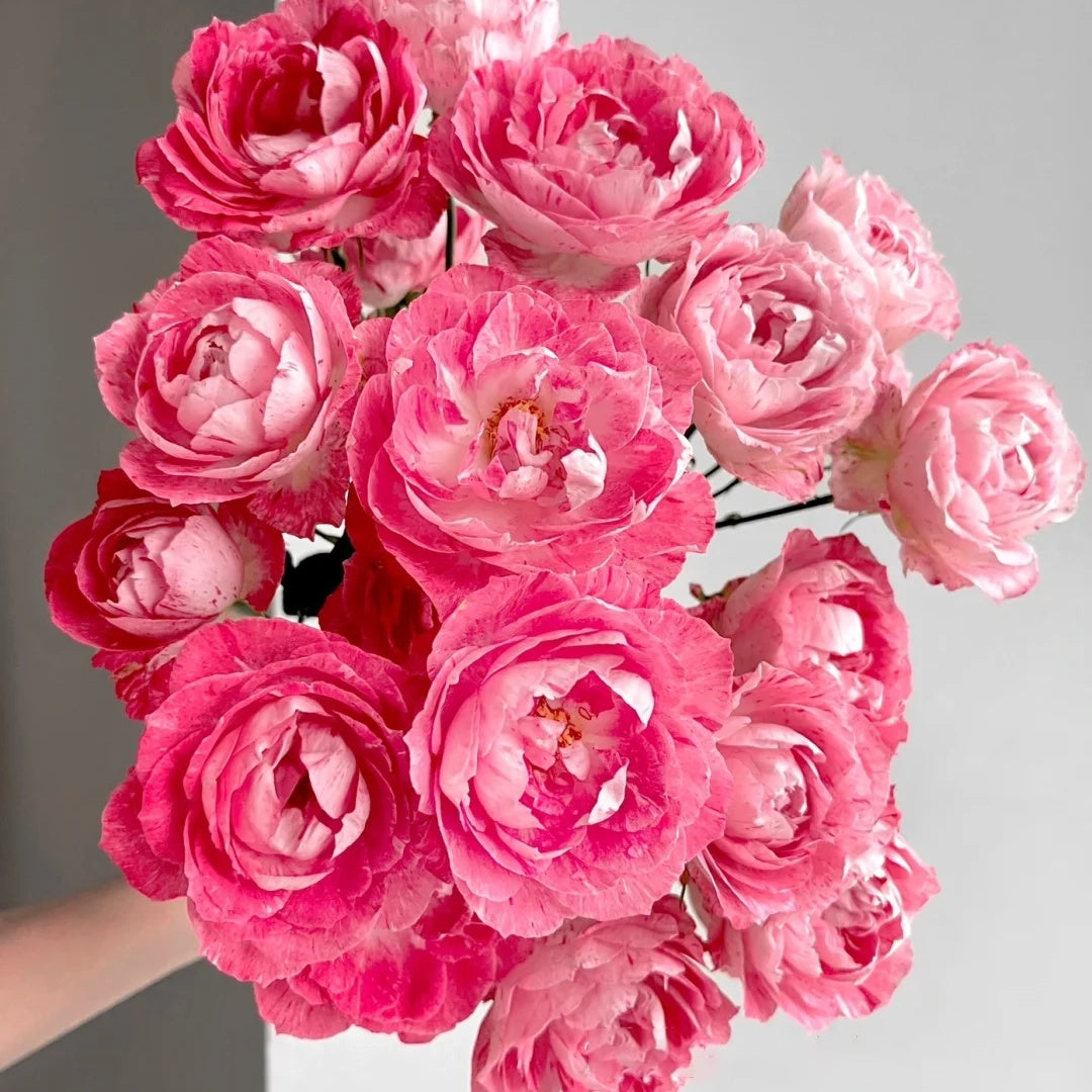 Lady Candle &quot;Snowflake Fatty Beef&quot;