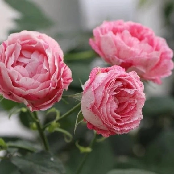 Lady Candle &quot;Snowflake Fatty Beef&quot;