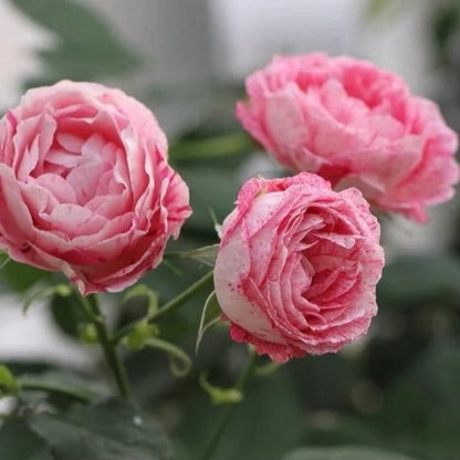 Lady Candle &quot;Snowflake Fatty Beef&quot;