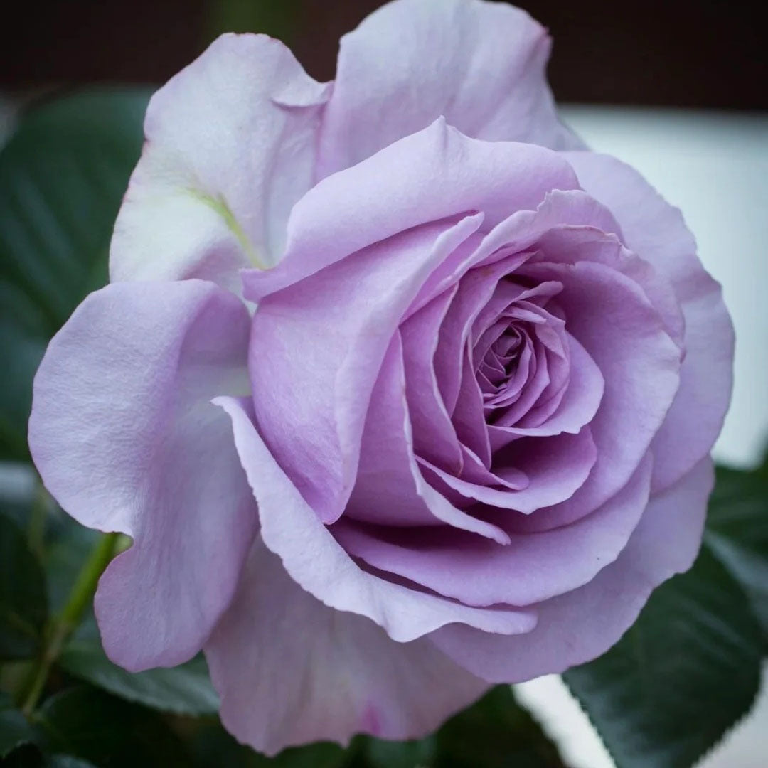 Lavender Bouquet – Seaside Roses Nursery