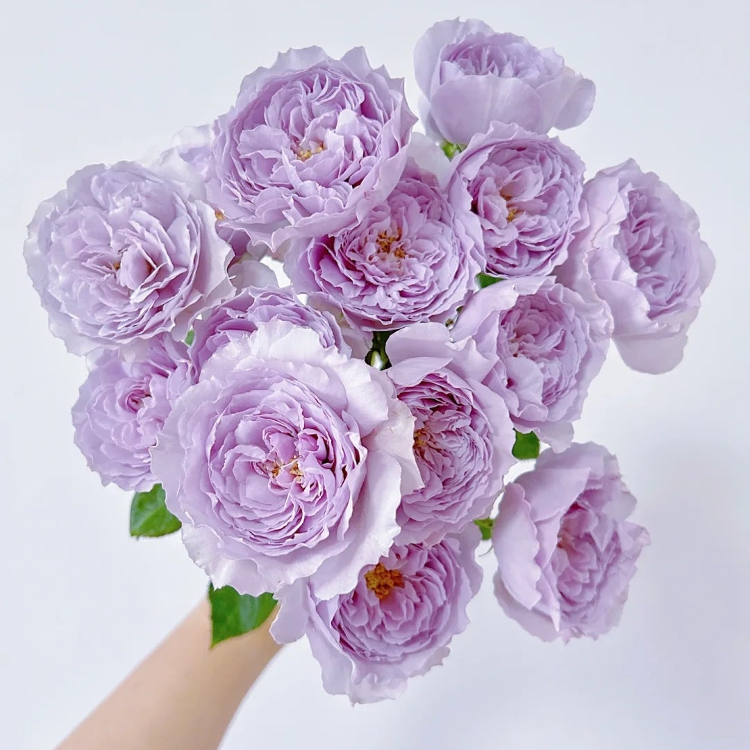 Lilas (Japanese Rose)