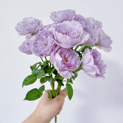 Lilas (Japanese Rose)