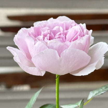 Lilas (Japanese Rose)