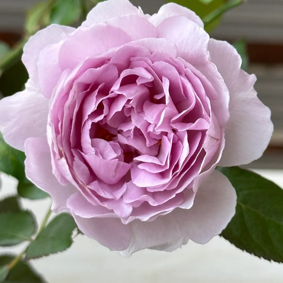 Lilas (Japanese Rose)