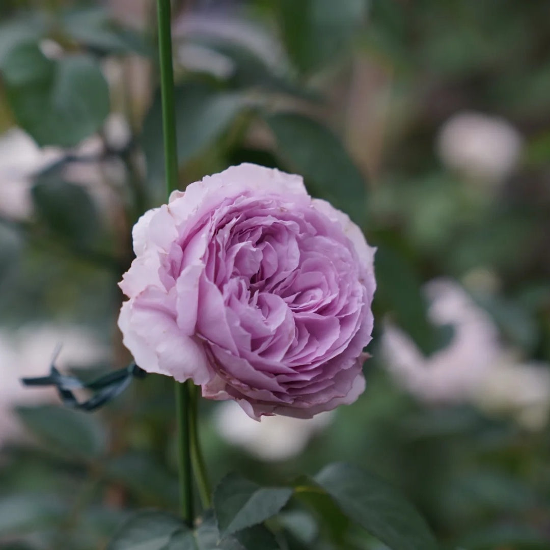 Lilas (Japanese Rose)