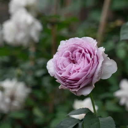 Lilas (Japanese Rose)