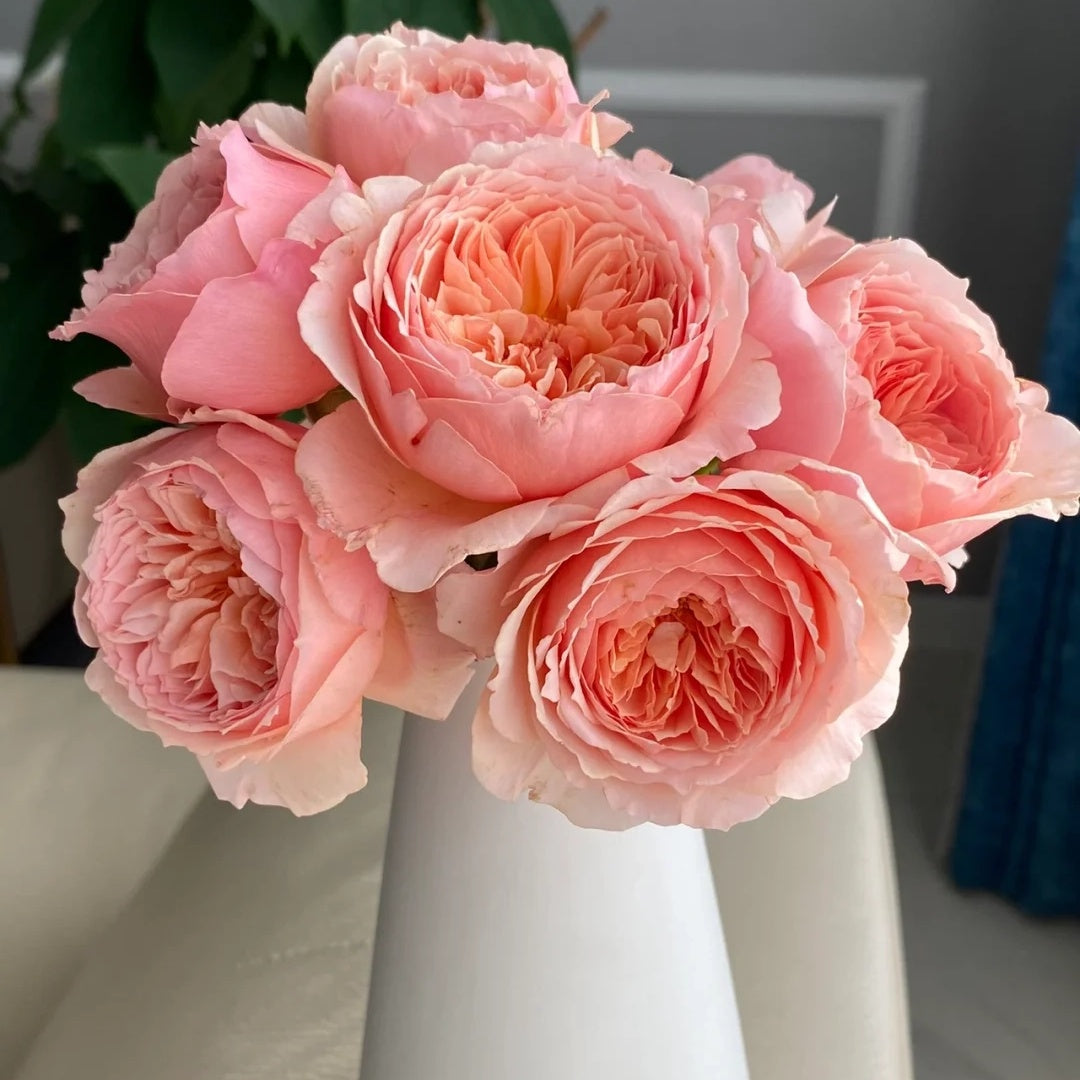 Masora (Japanese Rose)