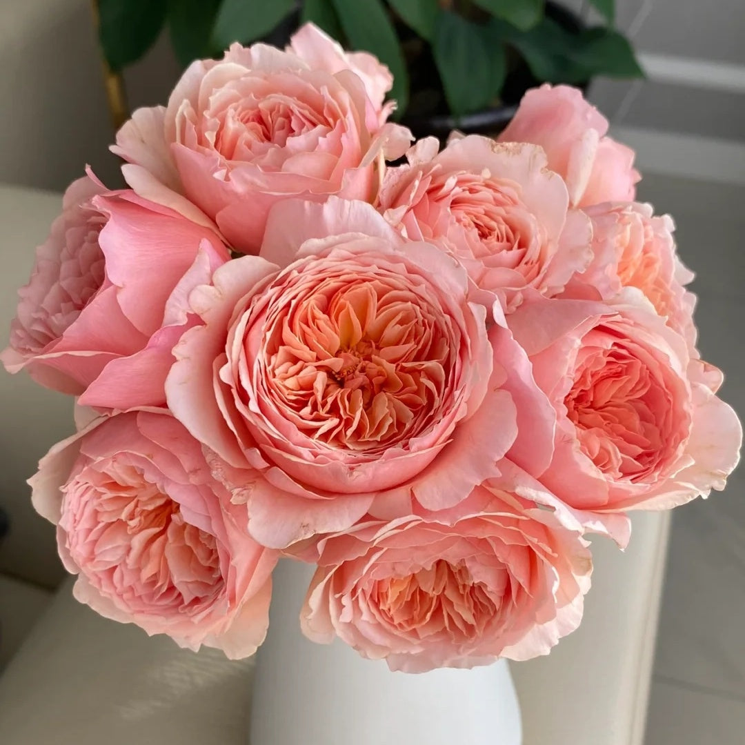 Masora (Japanese Rose)