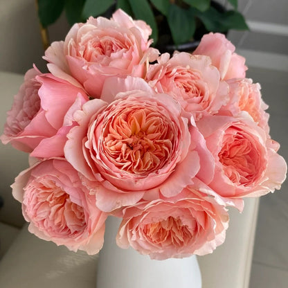 Masora (Japanese Rose)