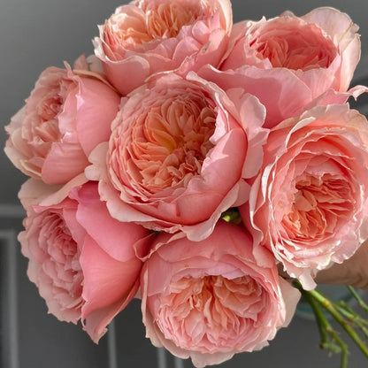 Masora (Japanese Rose)