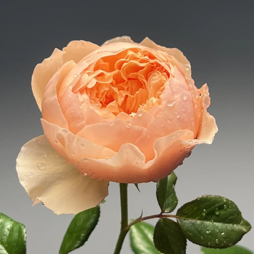 Masora (Japanese Rose)