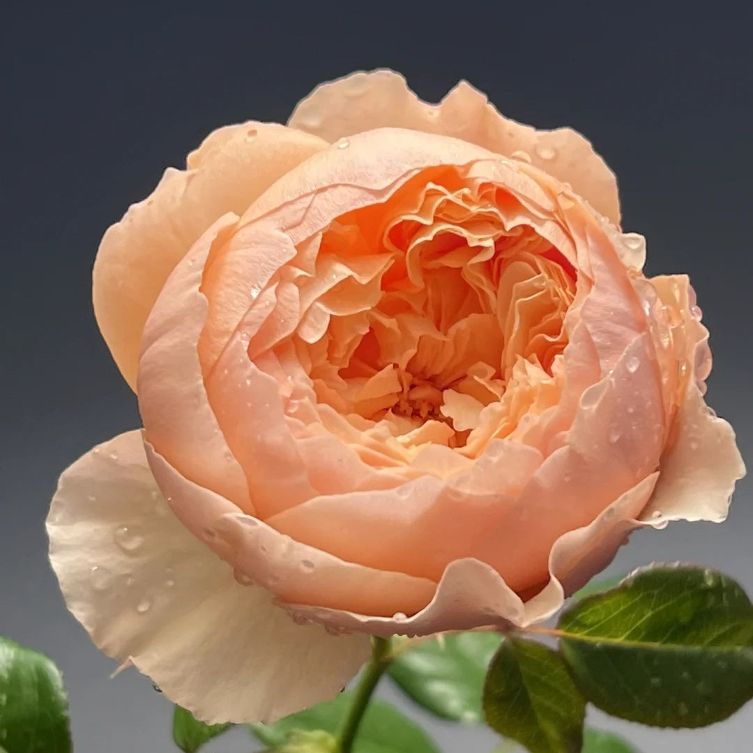 Masora (Japanese Rose)