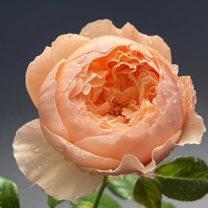Masora (Japanese Rose)