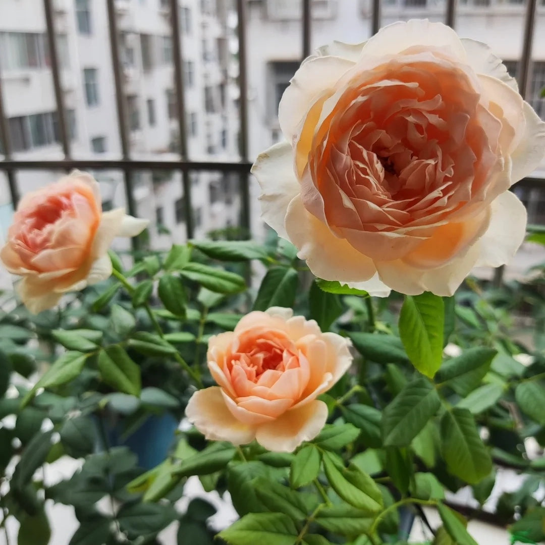 Masora (Japanese Rose)