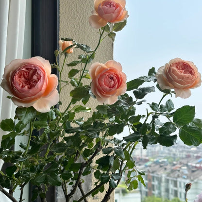 Masora (Japanese Rose)